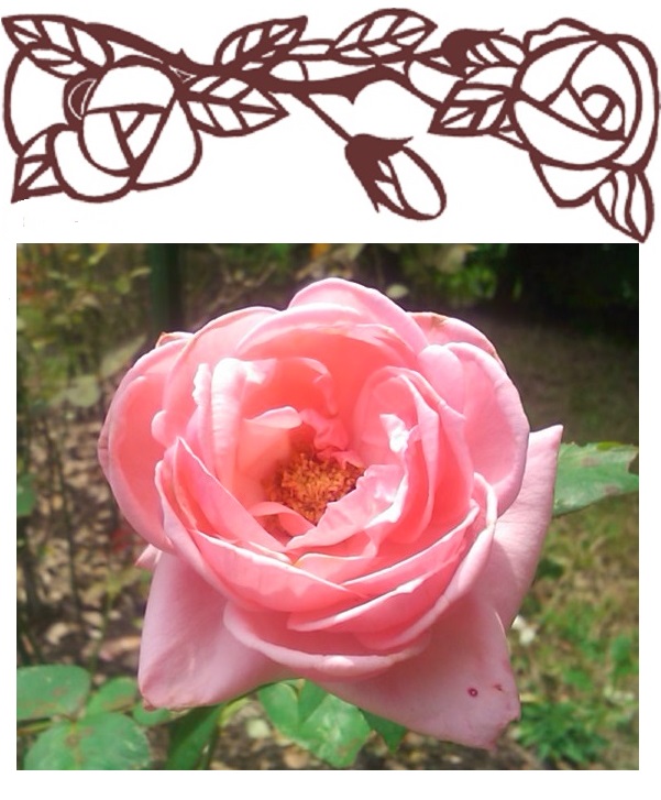 20160709薔薇ピンク9-2