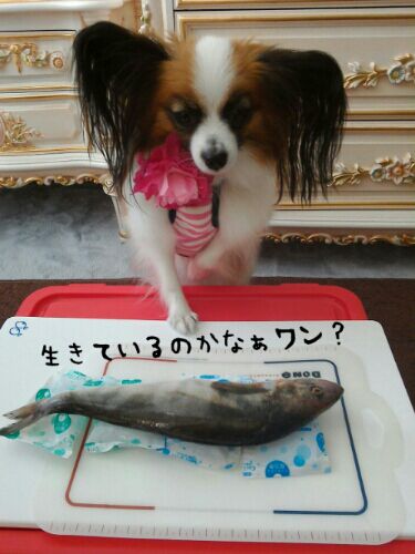 rblog-20160825160215-02.jpg