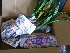 シンビジューム