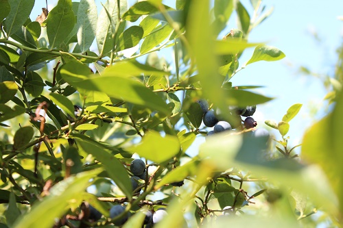 ブルーベリー (4).JPG