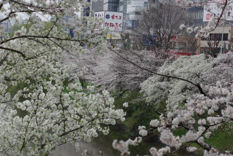 外濠公園の桜