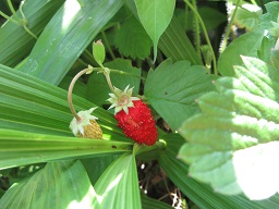 IMG_3553.JPG