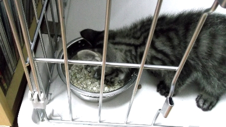すずひめ　食事　8月12日　01.jpg