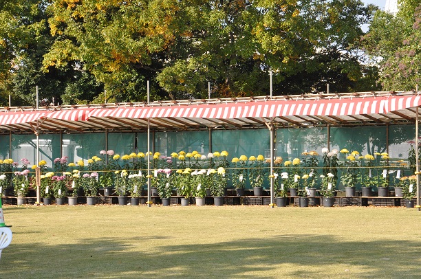 北本菊まつり 激写 きまぐれフォトダイアリー 楽天ブログ