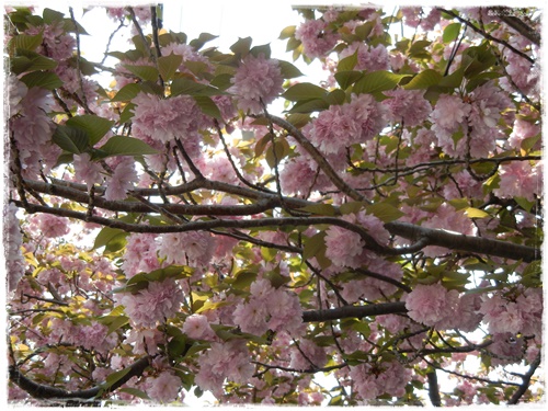 東京流通センターの八重桜