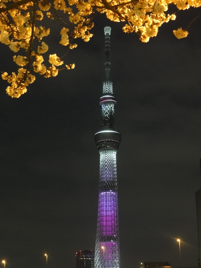 ２０１３０３２３スカイツリーマゼンダタ点灯A.JPG