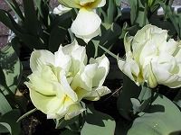 １月７日の誕生花 チューリップ 白 の花言葉 失恋 新しい恋 を 長く待ちました 白いチューリップの花 弥生おばさんのガーデニングノート 花と緑の365日 楽天ブログ