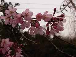 枝垂れ桜