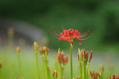 日比谷公園にて