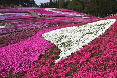 芝桜１８-1.JPG