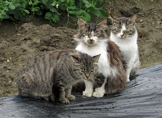 我が家のニャンコ♪2015/3/30-3