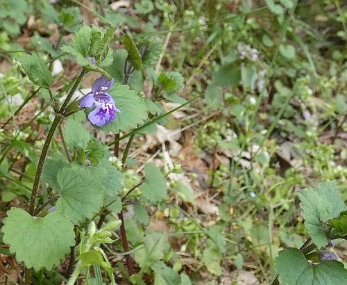 カキドオシの花 二代目館長日記 楽天ブログ