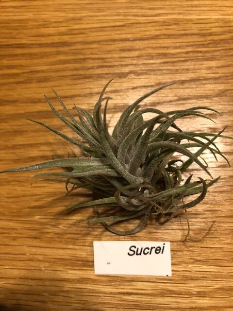 Tillandsia Sucrei / スークレイ | tillandsia（ティランジア？チランジア？エアプランツ？エアープランツ？）育成記録 -  楽天ブログ