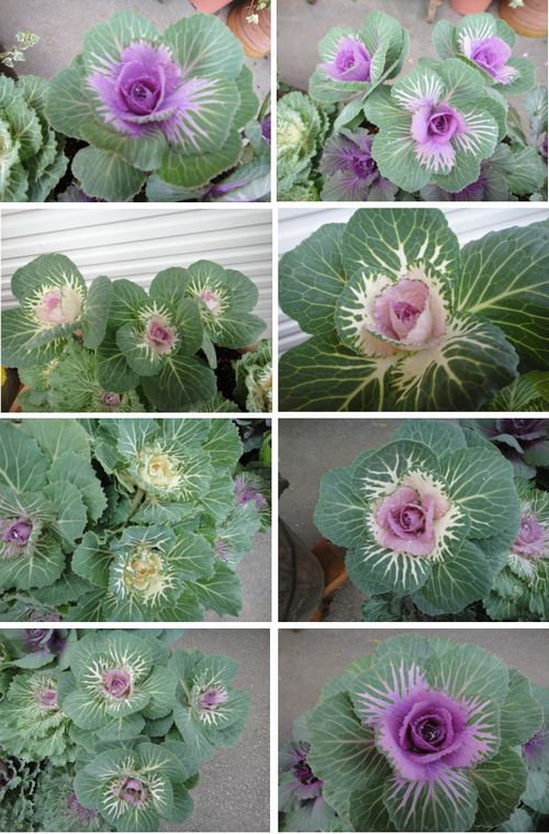 発色が進んできた葉牡丹