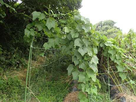 ハヤトウリ花 葉山農園 9月下旬 暇人主婦の家庭菜園 楽天ブログ