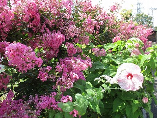 IMG_6869ss.jpg