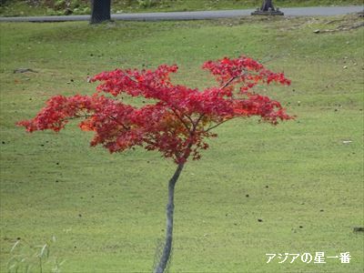 20151013 奈良公園8