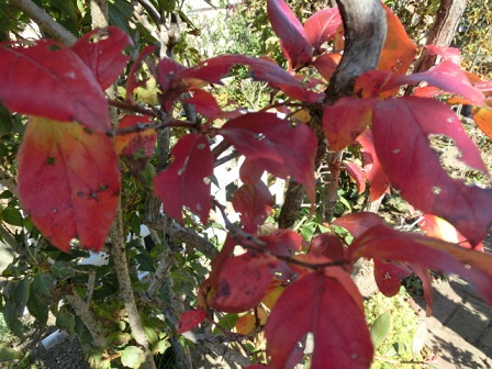 ブルーベリーの紅葉