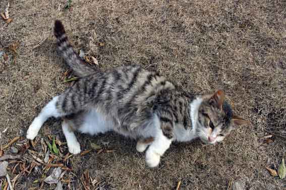 我が家のニャンコ♪2014/03/16-3