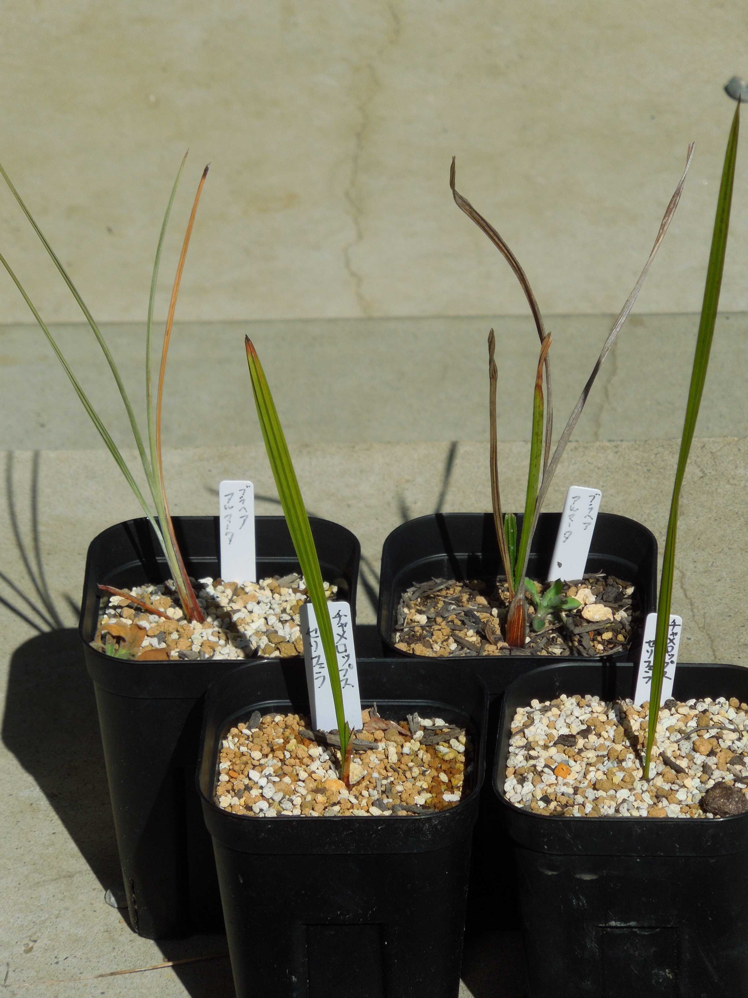 ビスマルキア　ノビリス　チャメロプス　3ヘッド❗　2鉢セット❗ Amazon｜ビスマルキア・ノビリス シルバー7号【品種で選べる観葉植物