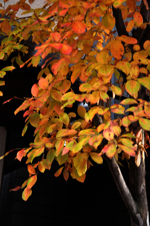 紅葉3