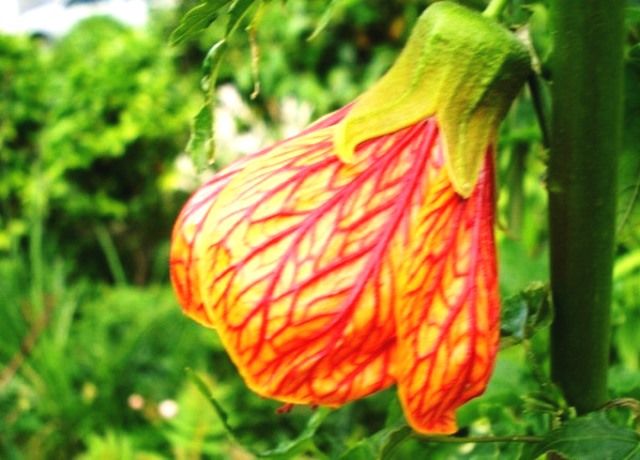 アブチロンの花 花と蕎麦とリハビリと 楽天ブログ