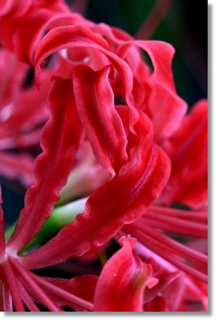 狐山古墳-12 ヒガンバナ-12 13.9.24