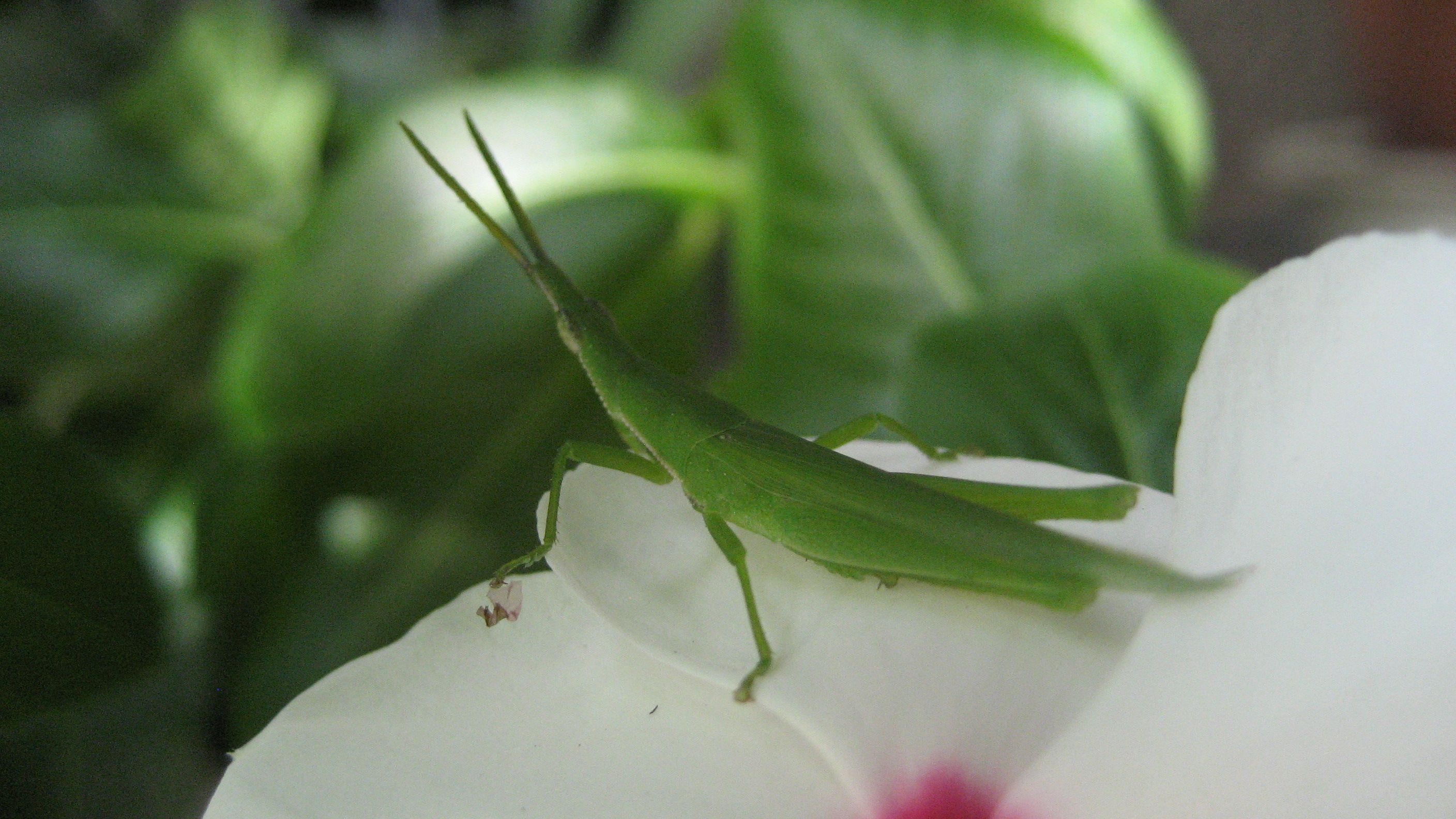 バッタ 気まぐれなページ 楽天ブログ