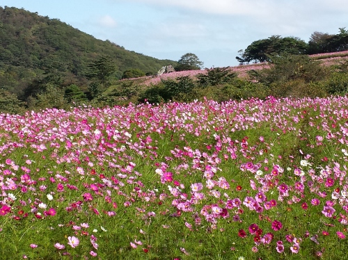 20140927_142420 (500x374).jpg