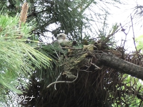 洗足池にて