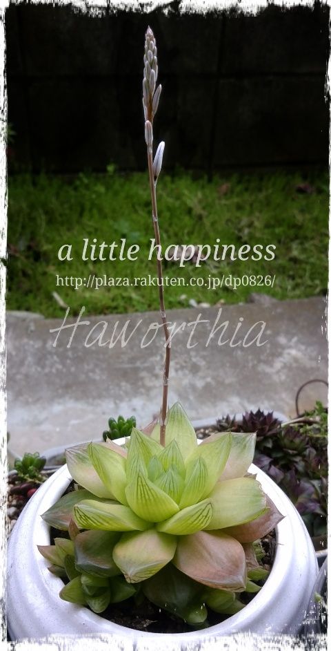 多肉植物 ハオルチア 銀鶏 京の華 A Little Happiness 日々の小さな幸せ 楽天ブログ