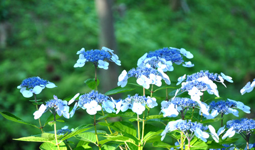 紫陽花６