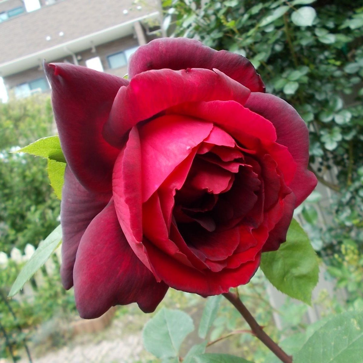 今咲いている良い香りのバラ バラを咲かせることが好き 楽天ブログ