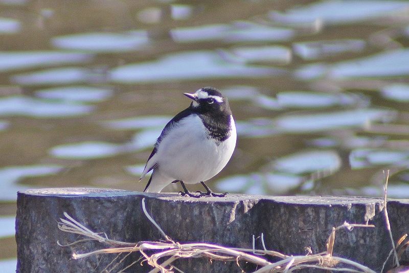 IMG_2596 (800x533).jpg