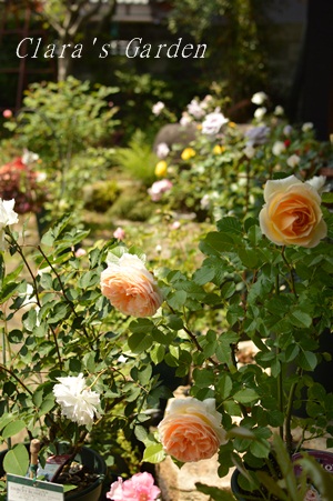 DSC_0001.JPG