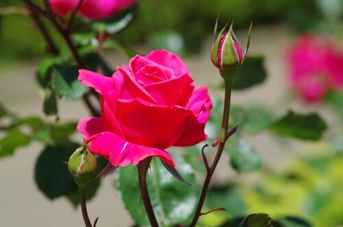 谷津バラ園のバラの花