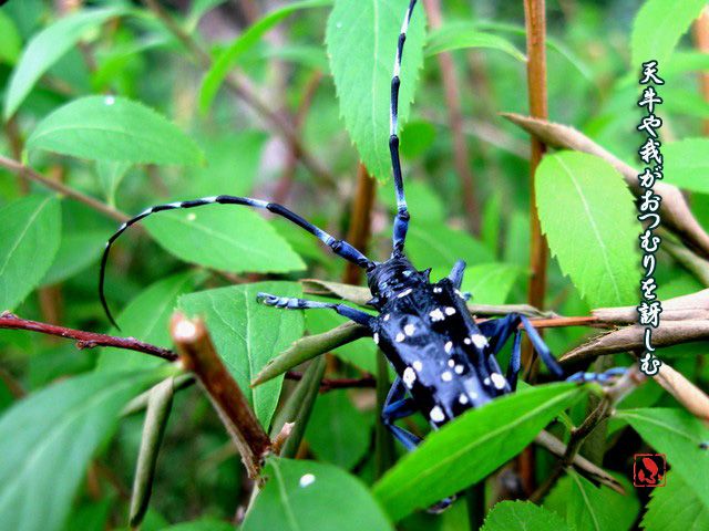髪切虫 Fu 風子の575 あるがままに 楽天ブログ