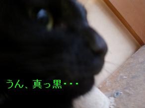 鈴お鼻真っ黒.JPG