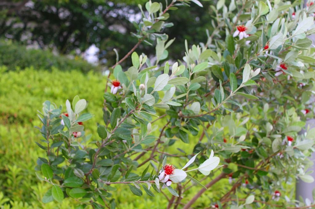 食べられる実がなる花のようです おとっつぁん いろいろやっちょります 楽天ブログ