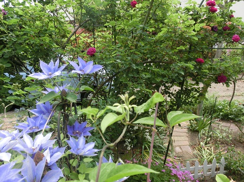 クレマチスと薔薇