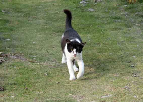 我が家のニャンコ♪2013/5/18-2