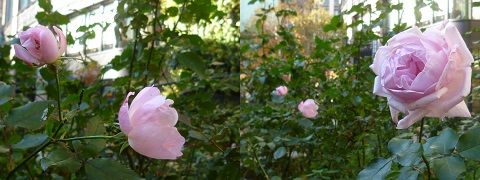 庭園広場の薔薇画像2.jpg