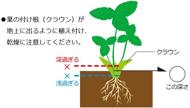 イチゴのランナーからの苗の育て方とイチゴ栽培 彡 学び活かすのブログ 楽天ブログ