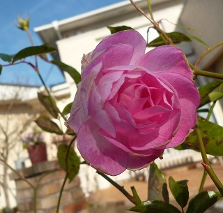 P1130655-ass.jpg