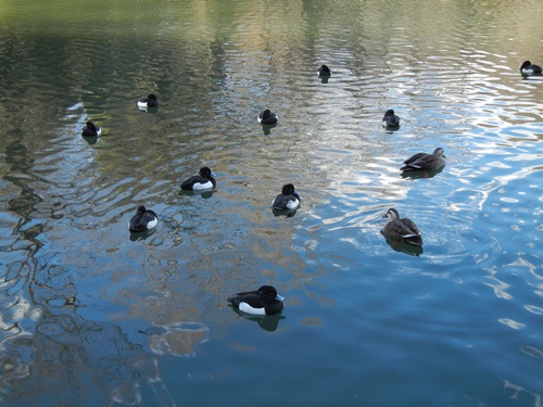 三ツ池公園にて