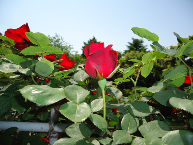 DSC01268.JPG