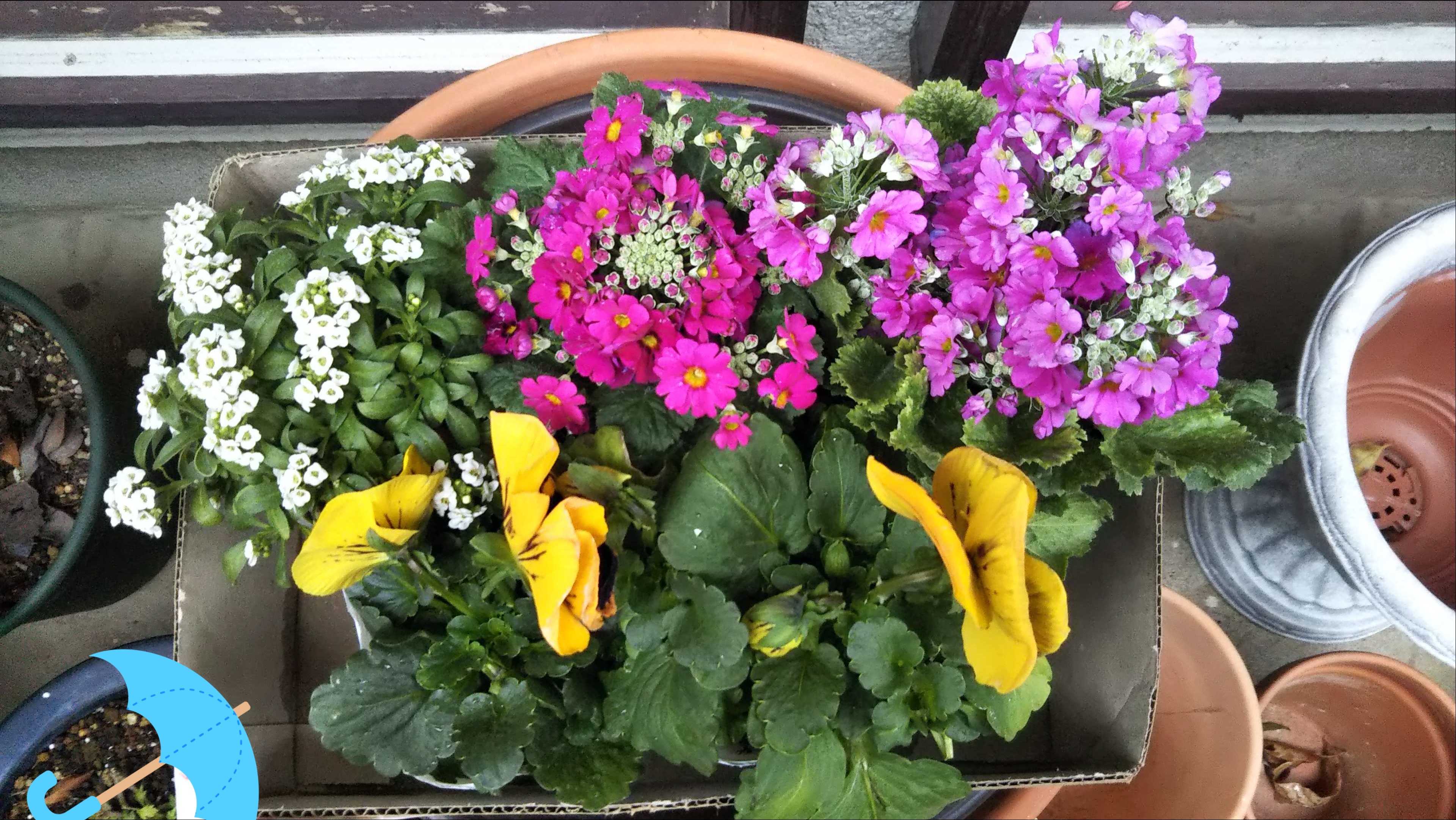 雪降らず シマトネリコが枯れてきた シェードガーデンと猫 楽天ブログ