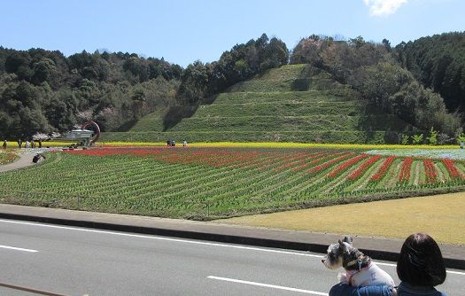 いちごちゃんフラワーパーク大洲へｇｏ ももくり日記 楽天ブログ