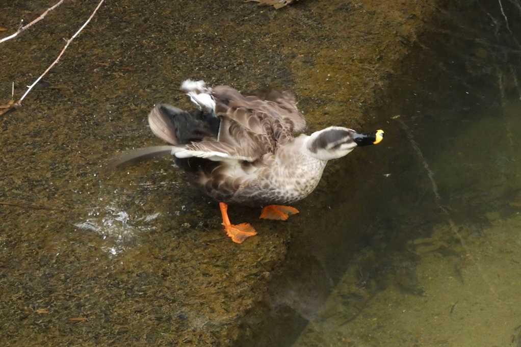 515