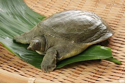 特選美人すっぽん 美人すっぽんの凄さを知るべき 楽天ブログ